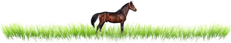 Horse Products